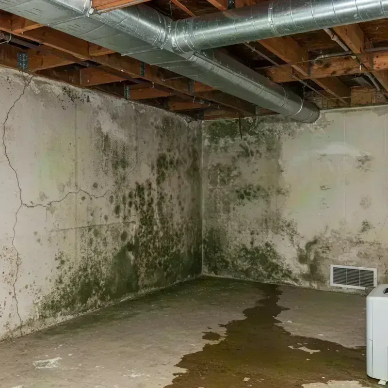 Professional Mold Removal in Moriches, NY